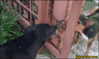 gif-dogs-internet-fight-1383187.gif