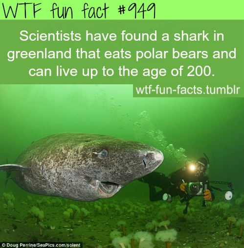 tumblr_mfq9qpTjke1roqv59o1_500.png
