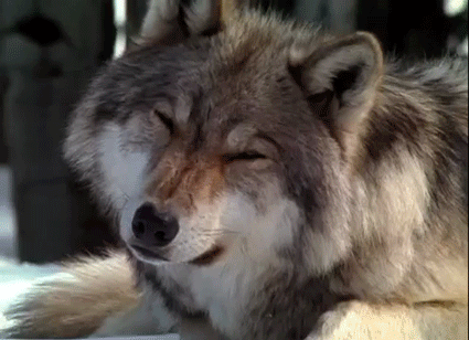 f06fuyytcfjg.gif
