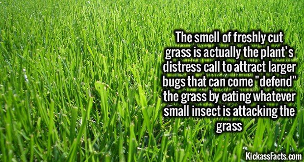 2200-Freshly-cut-grass.jpg
