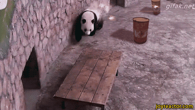 panda-action-cover-gif-1531907.gif