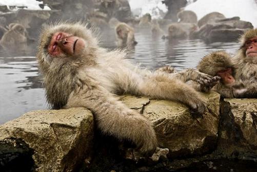 Snow-Monkey-1.jpg