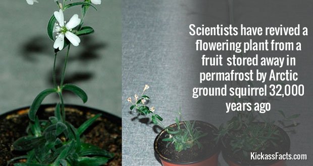 373OldFloweringPlant.jpg