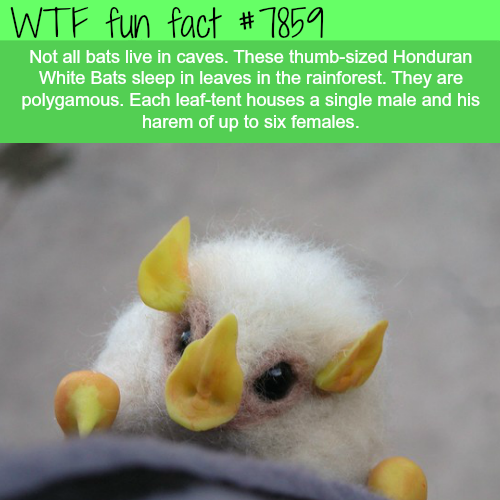 tumblr_ov63qyxwIu1roqv59o1_500.png
