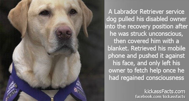 74Labrador-Retriever.jpg