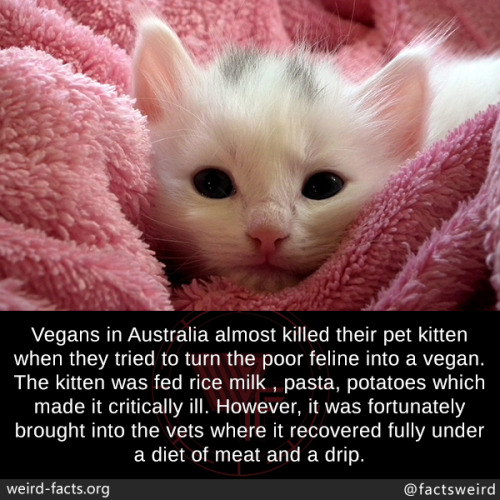 tumblr_owod07qzMw1szqwnwo1_500.jpg