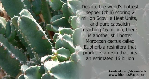 09Moroccan-cactus2.jpg