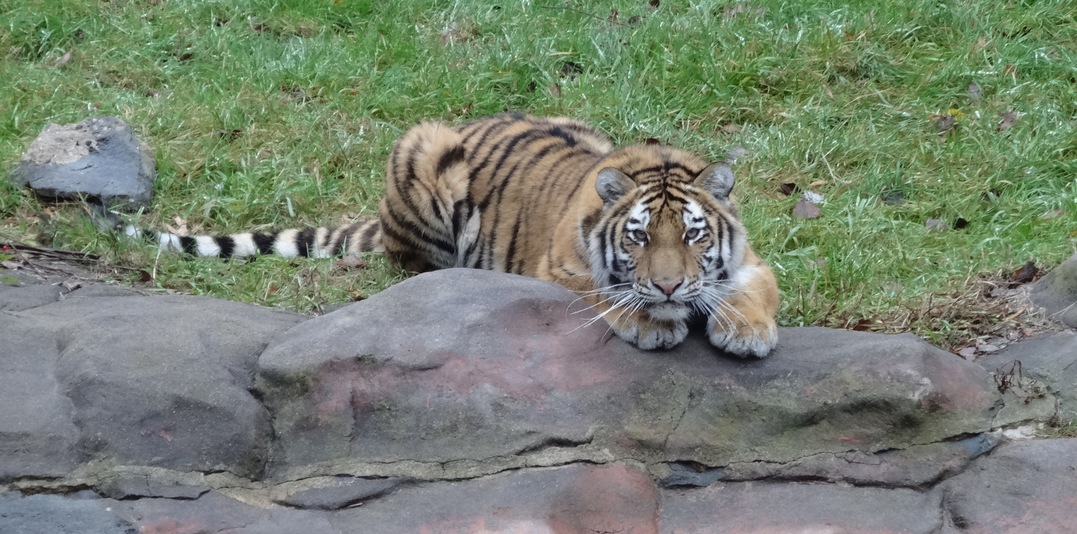 nadya-the-stalking-tiger.jpg