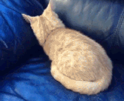 cbf1e7c165686ff354b7519725b7fc83a8173535_hq.gif