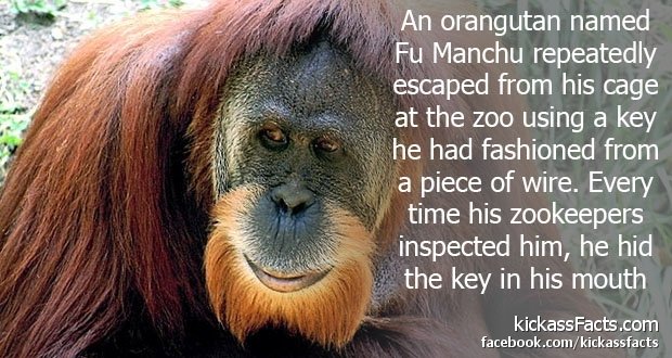 75Orangutan.jpg