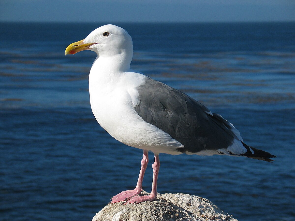 1200px-Gull_ca_usa.jpg