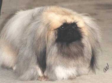 pekingese_01a.jpg