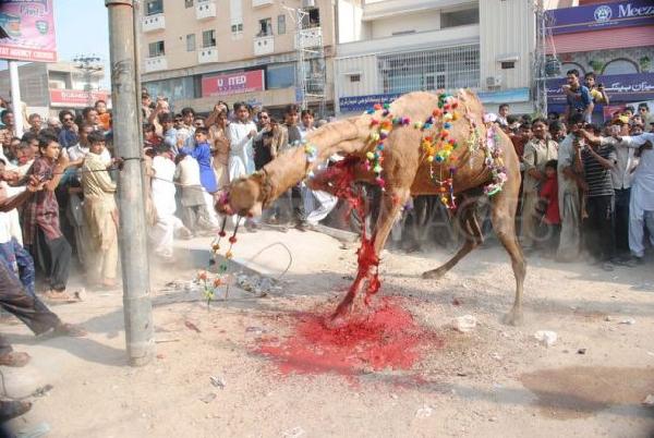 animal-sacrifice8.jpg
