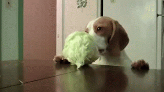 gifs_16.gif
