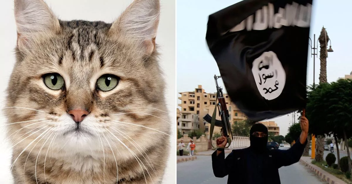 cat-isis-main.jpg