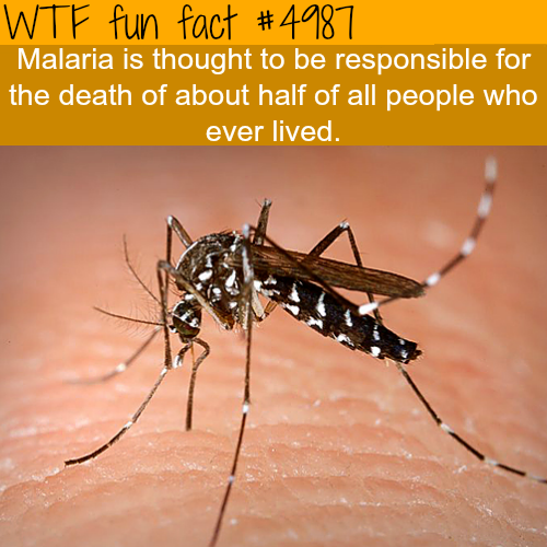 tumblr_nzh0leCuaO1roqv59o1_500.png