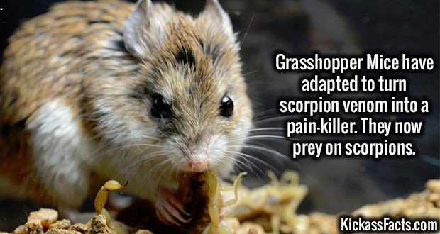 1959-Grasshopper-Mice.jpg