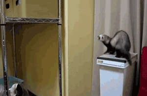 tumblr_ncrfazwjAK1tv85u1o1_400.gif