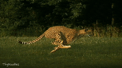 tumblr_mtlv0dftj41sin6fio1_400.gif
