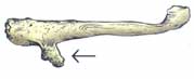bone1.jpg