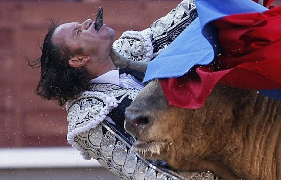 bull-through-mouth-550x353.jpg