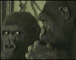 ape-judging.gif