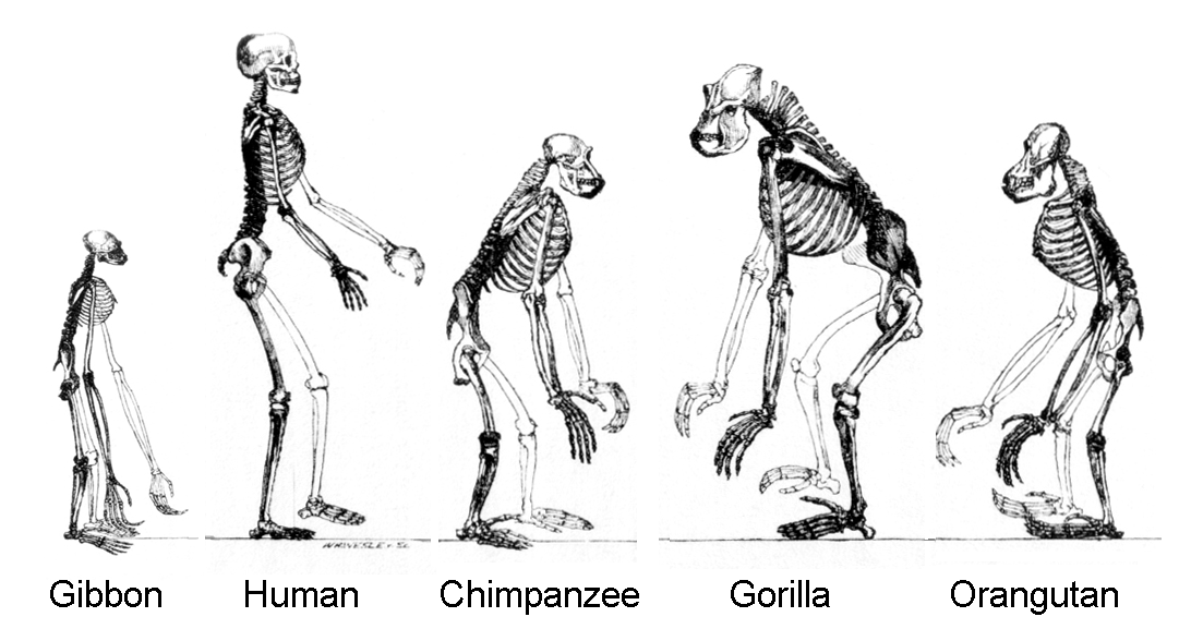 Ape_skeletons.png
