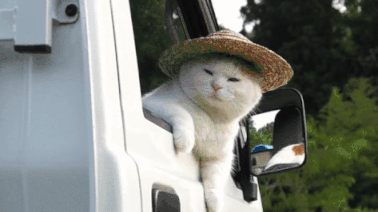 jf1ytdi312dg.gif