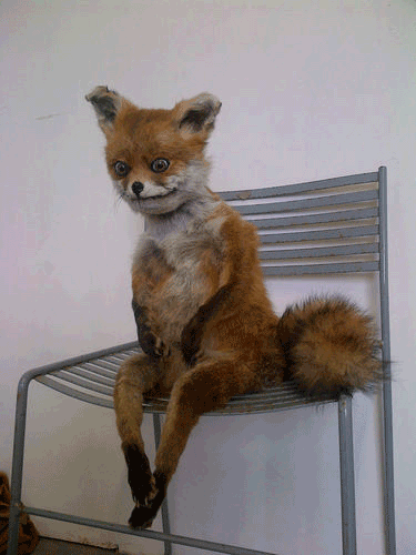 stuffed+fox.gif