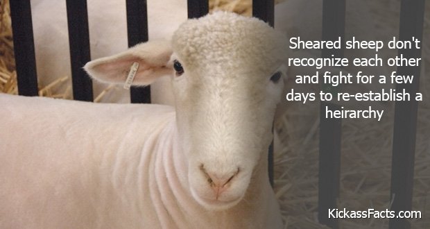 249ShearedSheep.jpg