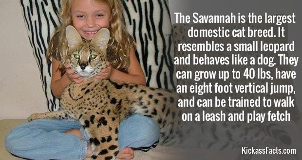 543Savannah-Cat.jpg
