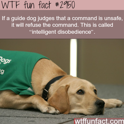 tumblr_nbgf8wZnob1roqv59o1_500.png