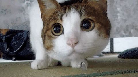 255675.gif