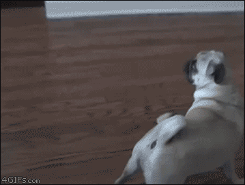 tumblr_m8jhc9Cz3r1qij6fb.gif