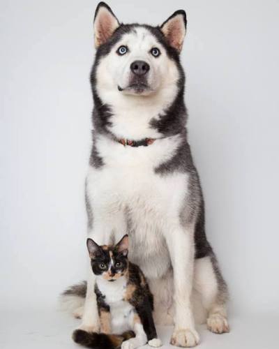 h-HUSKY-AND-KITTEN-400x500.jpg