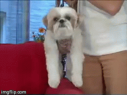 tumblr_nbebrfTliJ1qzftgao1_400.gif