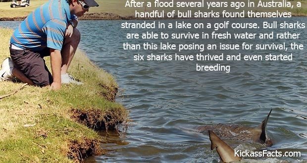 206GolfCourseShark.jpg