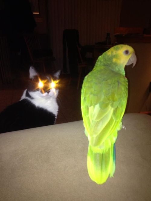 tumblr_mjyxrmw59C1qzx3jto1_500.jpg