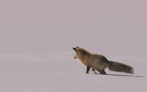 tumblr_lx41b4HLoT1r961z7o1_r1_500.gif