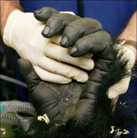 gorilla-hand.jpg