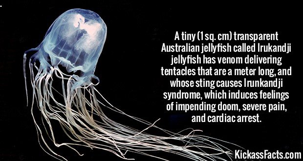 2139-Irukandji-Jellyfish.jpg
