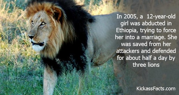 245Ethiopia%E2%80%99s-lions.jpg