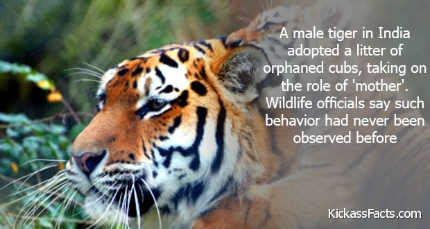 174Male-Tiger.jpg
