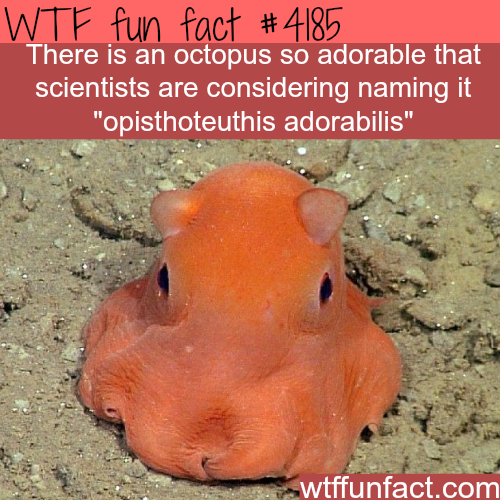 tumblr_nqkpbiD1eC1roqv59o1_500.png
