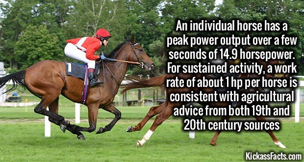1259-Horse-Running.jpg