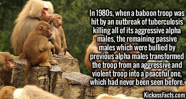 3474-Baboon-Troop.jpg