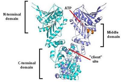 hsp90-structure.jpg