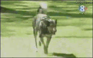 tumblr_m56moeyynO1qdlh1io1_400.gif