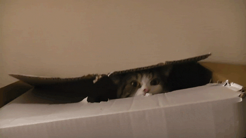 tumblr_lm9uf6PBWG1qc9xzdo1_500.gif