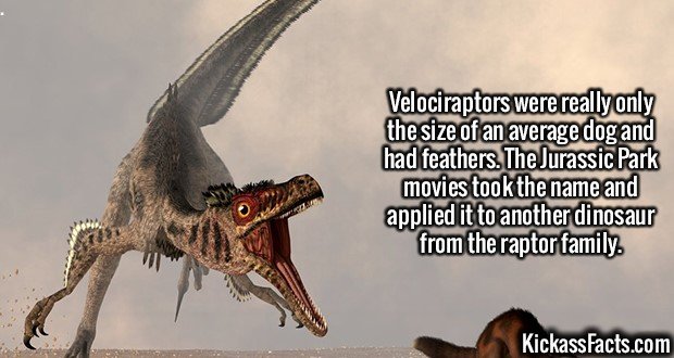 2068-Velociraptors.jpg